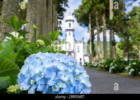 Igreja de São Nicolau oder St. Nikolaus-Kirche, eingerahmt von Platanen und blühenden Hortensiensträuchern im historischen Dorf Sete Cidades, Sao Miguel, Azoren, Portugal. Die 1857 erbaute Kirche befindet sich in der Mitte eines gewaltigen Vulkankraters, der drei Meilen (4,8 km) entfernt liegt. Stockfoto
