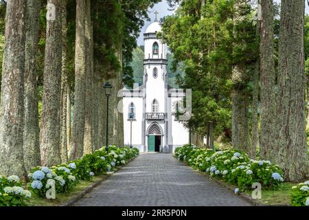 Igreja de São Nicolau oder St. Nikolaus-Kirche, eingerahmt von Platanen und blühenden Hortensiensträuchern im historischen Dorf Sete Cidades, Sao Miguel, Azoren, Portugal. Die 1857 erbaute Kirche befindet sich in der Mitte eines gewaltigen Vulkankraters, der drei Meilen (4,8 km) entfernt liegt. Stockfoto