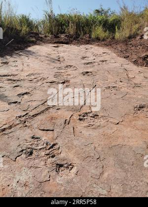 210112 -- FUZHOU, 12. Januar 2021 -- Dinosaurierspuren werden im Dorf Longxiang, Lincheng Township, Shanghang County, Longyan Stadt der südöstlichen chinesischen Provinz Fujian, 9. November 2020 gesehen. Ein Team chinesischer Paläontologen hat mehr als 240 fossile Dinosaurierspuren im ostchinesischen Fujian identifiziert, die ersten Spuren von Dinosaurieraktivität, die in der Provinz gefunden wurden. Die Dinosaurier-Spurenanlage im Shanghang County, die eine Fläche von etwa 1.600 Quadratmetern umfasst, ist laut Wissenschaftlern die größte und vielfältigste dieser Art, die in China aus der Oberkreidezeit entdeckt wurde. Die 8 Stockfoto