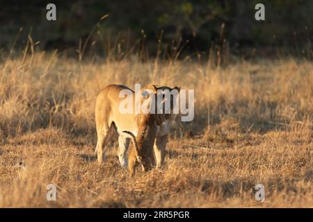 Eine Löwin spielt mit ihrem jungen Jungtier in der offenen Savanne des Okavango-Deltas. Botswana. Stockfoto