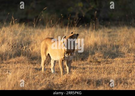 Eine Löwin spielt mit ihrem jungen Jungtier in der offenen Savanne des Okavango-Deltas. Botswana. Stockfoto