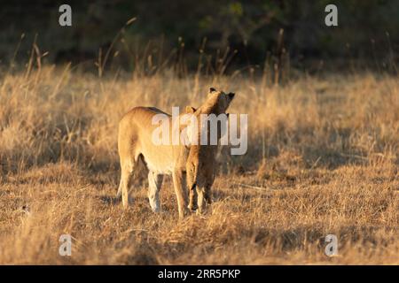 Eine Löwin spielt mit ihrem jungen Jungtier in der offenen Savanne des Okavango-Deltas. Botswana. Stockfoto