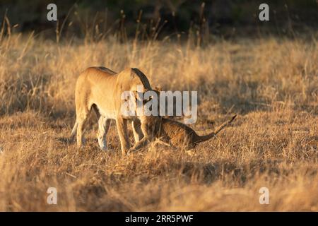 Eine Löwin spielt mit ihrem jungen Jungtier in der offenen Savanne des Okavango-Deltas. Botswana. Stockfoto