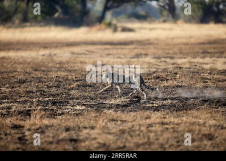 Ein schlanker und schneller Gepard zieht durch eine offene Ebene, während er in den bewaldeten Gebieten des Okavango-Deltas, Botsuana, jagt. Stockfoto