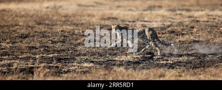 Ein schlanker und schneller Gepard zieht durch eine offene Ebene, während er in den bewaldeten Gebieten des Okavango-Deltas, Botsuana, jagt. Stockfoto