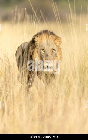 Ein großer männlicher Löwe bewegt sich durch das lange goldene Gras einer offenen Savanne im Okavango-Delta, Botswana. Stockfoto