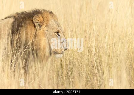 Ein großer männlicher Löwe bewegt sich durch das lange goldene Gras einer offenen Savanne im Okavango-Delta, Botswana. Stockfoto