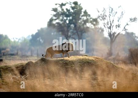 Nach einem langen Morgen jagt ein männlicher Löwe einen grasbewachsenen Hügel, um die umgebende Savanne zu beobachten. Stockfoto