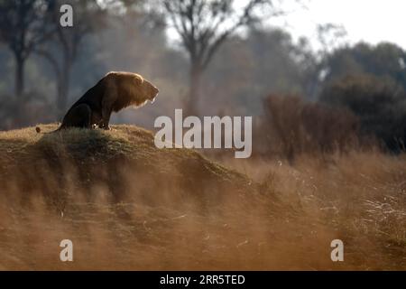 Ein männlicher Löwe brüllt zu seinem Stolz nach einer morgendlichen Patrouille in der offenen Savanne in Kanana, Okavango Delta, Botswana. Stockfoto