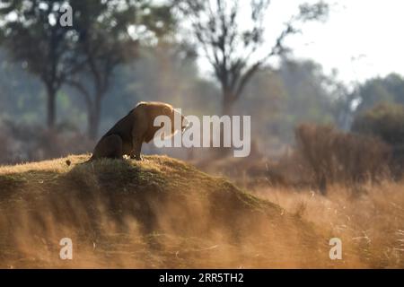 Ein männlicher Löwe brüllt zu seinem Stolz nach einer morgendlichen Patrouille in der offenen Savanne in Kanana, Okavango Delta, Botswana. Stockfoto