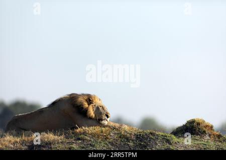 Ein männlicher Löwe ruht im goldenen Morgenlicht in Kanana, Okavango Delta, Botswana. Stockfoto