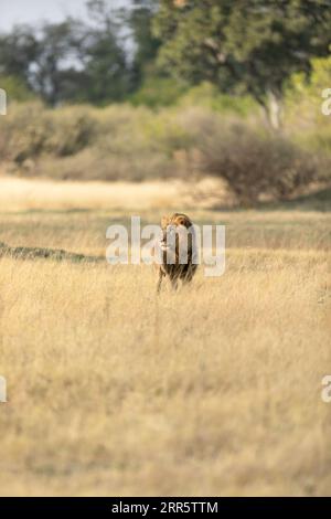 Ein männlicher Löwe mit dicker Mähne durchsucht die offene Savanne in der Kanana-Konzession des Okavango-Deltas, Botswana. Stockfoto