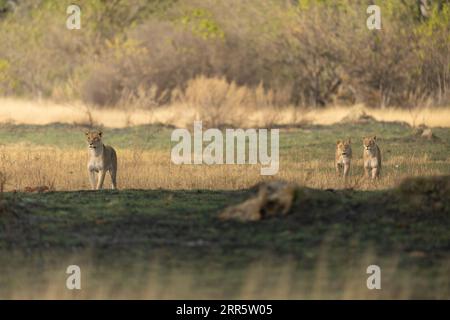 Drei Löwinnen vermessen die offene Savanne bei einer Jagdmission im Kanana-Konzessionsgebiet des Okavango-Deltas in Botswana. Stockfoto