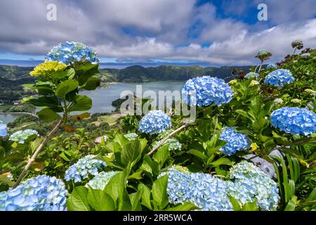 Die Zwillingsseen von Sete Cidades in dem massiven Krater eines ruhenden Stratovulkans, eingerahmt von blauen Hortensienblüten, in Sao Miguel, Azoren, Portugal. Die Seen Blue Lake und Green Lake zeigen aufgrund der Sonnen-Reflexion unterschiedliche Farben. Stockfoto