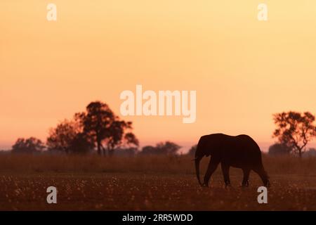 Ein einsamer Elefant geht durch offene Savanne und ist silhouettiert gegen einen leuchtenden roten, gelben und orangen Sonnenaufgang in Kanana, Okavango Delta. Stockfoto