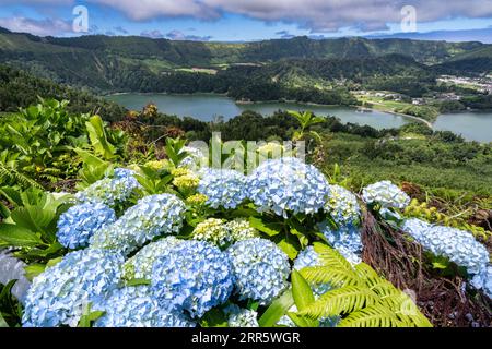 Die Zwillingsseen von Sete Cidades in dem massiven Krater eines ruhenden Stratovulkans, eingerahmt von blauen Hortensienblüten, in Sao Miguel, Azoren, Portugal. Die Seen Blue Lake und Green Lake zeigen aufgrund der Sonnen-Reflexion unterschiedliche Farben. Stockfoto