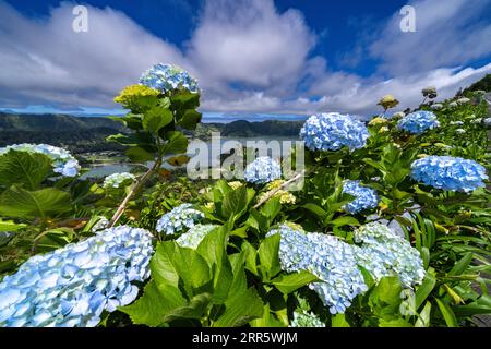 Die Zwillingsseen von Sete Cidades in dem massiven Krater eines ruhenden Stratovulkans, eingerahmt von blauen Hortensienblüten, in Sao Miguel, Azoren, Portugal. Die Seen Blue Lake und Green Lake zeigen aufgrund der Sonnen-Reflexion unterschiedliche Farben. Stockfoto