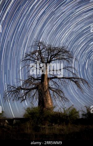 Ein Baobab-Baum steht hoch unter der spiralförmigen Galaxie auf einer langen Sternenspur auf der Insel Lekhubu, Botswana. Stockfoto
