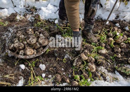 210121 -- SRINAGAR, 21. Januar 2021 -- Ein Bauer holt Rettich aus schneebedeckten Feldern während der Ernte in Srinagar City, der Sommerhauptstadt des von Indien kontrollierten Kaschmirs, 21. Januar 2021. KASCHMIR-LANDWIRTSCHAFT-RETTICH-SCHNEE-ERNTE JavedxDar PUBLICATIONxNOTxINxCHN Stockfoto