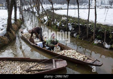 210121 -- SRINAGAR, 21. Januar 2021 -- die Bauern waschen Rettich, nachdem sie während der Ernte in Srinagar, der Sommerhauptstadt des von Indien kontrollierten Kaschmirs, am 21. Januar 2021 von schneebedeckten Feldern entfernt wurden. KASCHMIR-LANDWIRTSCHAFT-RETTICH-SCHNEE-ERNTE JavedxDar PUBLICATIONxNOTxINxCHN Stockfoto