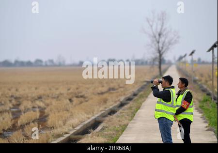 210131 -- NANCHANG, 31. Januar 2021 -- Lei Xiaoyong L und sein Kollege patrouillieren auf der Kangshan Farm im Yugan County, ostchinesische Provinz Jiangxi, 30. Januar 2021. LEI Xiaoyong ist Leiter der Wildtier- und Pflanzenschutzstation der Forstverwaltung des Yugan County. Eine der Aufgaben von Lei und seinen Kollegen ist es, Zugvögel am Poyang-See zu schützen, dem größten Süßwassersee Chinas und einem wichtigen Überwinterungsort für Wasservögel in Asien. In diesem Winter flog eine große Anzahl von weißen Kranichen zum Überwintern zur Kangshan Farm in Yugan, mit fast 3.000 auf dem Gipfel. Lokaler Autor Stockfoto