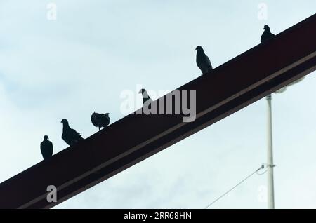 Taubengruppe auf einer eisernen Säule gegen den blauen Himmel. Wilde Tiere Stockfoto