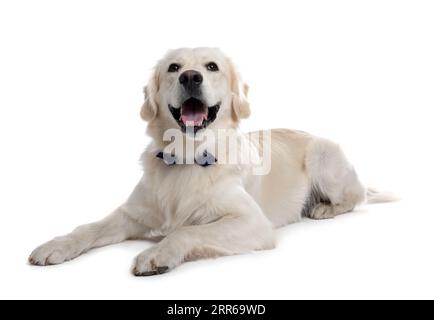 Niedlicher Labrador Retriever mit stylischer Schleife auf weißem Hintergrund Stockfoto