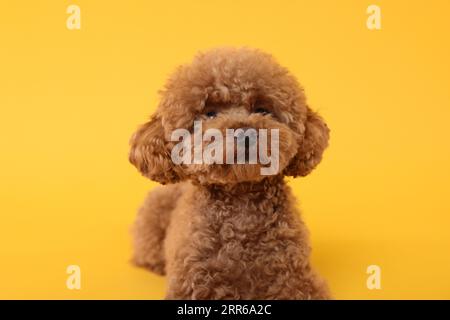 Süßer Maltipoo-Hund auf orangefarbenem Hintergrund. Hübsches Haustier Stockfoto