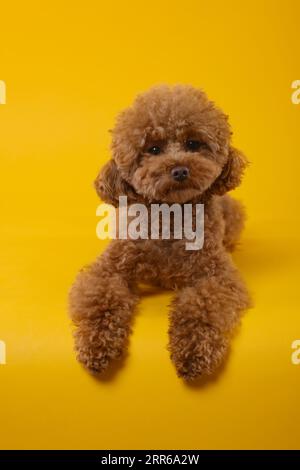 Süßer Maltipoo-Hund auf orangefarbenem Hintergrund. Hübsches Haustier Stockfoto