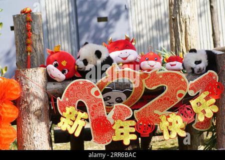 210203 -- WOLONG, 3. Februar 2021 -- Riesenpandawelpen, geboren 2020, spielen am Shenshuping Base of China Conservation and Research Center for Giant Pandas im Wolong National Nature Reserve, südwestchinesische Provinz Sichuan, 3. Februar 2021. China Conservation and Research Center for Giant Pandas/Handout via Xinhua CHINA-SICHUAN-WOLONG-PANDA-CUBS CN XuxBingjie PUBLICATIONxNOTxINxCHN Stockfoto