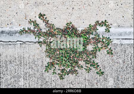 Gefleckte Spur (Euphorbia maculata), die durch einen Riss im Gehweg wächst. Schädliches invasives Unkraut, das in den USA beheimatet ist und im Sommer gedeiht. Stockfoto