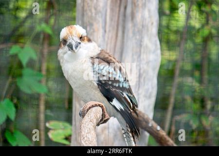 Atlanta Zoo Atlanta Georgia Stockfoto