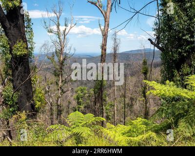 210217 -- CANBERRA, 17. Februar 2021 -- Foto der Commonwealth Scientific and Industrial Research Organisation vom 15. Februar 2021 zeigt einen Blick auf den Monga National Park in New South Wales, Australien im Dezember 2020. Mehr als 100 australische Pflanzenarten hatten ihre bekannten Populationen während der Buschfeuer im Schwarzen Sommer 2019-20 verbrannt, eine Studie hat ergeben. UM MIT mehr als 100 australischen Pflanzenarten ZU GEHEN, die 2019-20 durch die Schwarzsommer-Buschfeuer zerstört wurden: Studie/Handout über Xinhua AUSTRALIA-POST-FIRE RECOVERY-FOREST-RESEARCH CSIRO PUBLICATIONxNOTxINxCHN Stockfoto