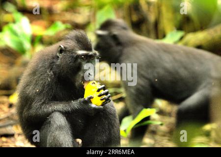 Ein Makaken mit schwarzer Krempe (Macaca nigra) isst eine Frucht, während sie auf dem Boden im Tangkoko Nature Reserve, Nord-Sulawesi, Indonesien, sitzt. Die meisten Herausforderungen im Zusammenhang mit der Erhaltung von Primaten sind das Ergebnis menschlichen Verhaltens. Mit anderen Worten, die Erhaltung von Primaten ist eine verhaltensbezogene Herausforderung und erfordert daher verhaltensbasierte Lösungen. "Es bedarf einer ganzheitlichen Strategie der Bildung, des Kapazitätsaufbaus und der kommunalen Erhaltung, die sich auf eine Mischung aus Erkenntnissen aus verschiedenen sozialwissenschaftlichen Disziplinen stützt, sowie auf direkte Forschung mit Gemeinschaften in der Region, die ihre Kulturgeschichte erforschen, Stockfoto