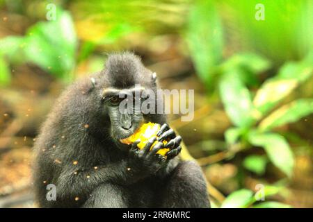 Ein Makaken mit schwarzer Krempe (Macaca nigra) isst eine Frucht, während sie auf dem Boden im Tangkoko Nature Reserve, Nord-Sulawesi, Indonesien, sitzt. Die meisten Herausforderungen im Zusammenhang mit der Erhaltung von Primaten sind das Ergebnis menschlichen Verhaltens. Mit anderen Worten, die Erhaltung von Primaten ist eine verhaltensbezogene Herausforderung und erfordert daher verhaltensbasierte Lösungen. "Es bedarf einer ganzheitlichen Strategie der Bildung, des Kapazitätsaufbaus und der kommunalen Erhaltung, die sich auf eine Mischung aus Erkenntnissen aus verschiedenen sozialwissenschaftlichen Disziplinen stützt, sowie auf direkte Forschung mit Gemeinschaften in der Region, die ihre Kulturgeschichte erforschen, Stockfoto