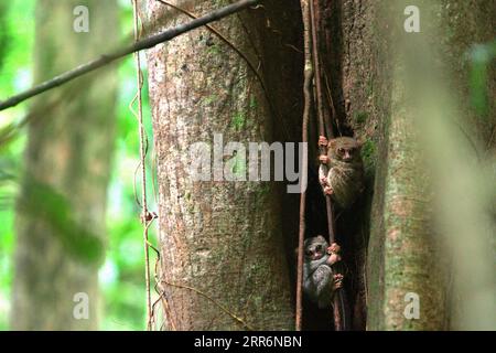 Zwei Individuen von Gurskys spektralen Tarsiern (Tarsius spectrumgurskyae), ein nächtlicher Primat, der manchmal als Tarsius-Spektrum oder Tarsius tarsier bekannt ist, sind am helllichten Tag im Tangkoko Nature Reserve, Nord-Sulawesi, Indonesien, zu sehen. Die meisten Herausforderungen im Zusammenhang mit der Erhaltung von Primaten sind das Ergebnis menschlichen Verhaltens. Mit anderen Worten, die Erhaltung von Primaten ist eine verhaltensbezogene Herausforderung und erfordert daher verhaltensbasierte Lösungen. „Es braucht eine ganzheitliche Strategie aus Bildung, Kapazitätsaufbau und gemeindenaher Erhaltung, die auf einer Mischung aus Erkenntnissen aus verschiedenen sozialwissenschaftlichen... Stockfoto