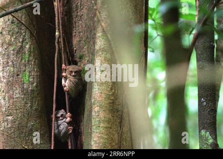 Zwei Individuen von Gurskys spektralen Tarsiern (Tarsius spectrumgurskyae), ein nächtlicher Primat, der manchmal als Tarsius-Spektrum oder Tarsius tarsier bekannt ist, sind am helllichten Tag im Tangkoko Nature Reserve, Nord-Sulawesi, Indonesien, zu sehen. Die meisten Herausforderungen im Zusammenhang mit der Erhaltung von Primaten sind das Ergebnis menschlichen Verhaltens. Mit anderen Worten, die Erhaltung von Primaten ist eine verhaltensbezogene Herausforderung und erfordert daher verhaltensbasierte Lösungen. „Es braucht eine ganzheitliche Strategie aus Bildung, Kapazitätsaufbau und gemeindenaher Erhaltung, die auf einer Mischung aus Erkenntnissen aus verschiedenen sozialwissenschaftlichen... Stockfoto