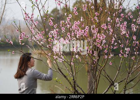 210224 -- NANCHANG, 24. Februar 2021 -- Eine Frau fotografiert Blüten im High-Tech-Bezirk Nanchang, ostchinesische Provinz Jiangxi, 24. Februar 2021. CHINA-JIANGXI-NANCHANG-BLOSSOM CN ZhouxMi PUBLICATIONxNOTxINxCHN Stockfoto