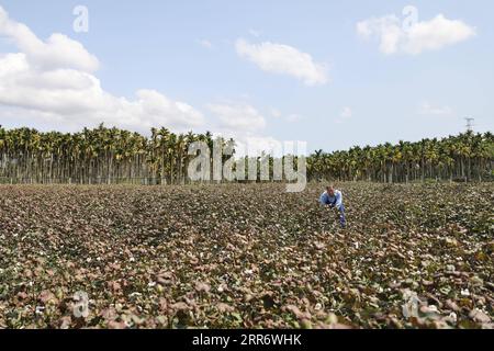 210302 -- SANYA, 2. März 2021 -- Zhao Guozhong kontrolliert das Wachstum von Baumwollpflanzen auf dem Feld an der Nanfan-Brutstätte in Sanya, südchinesische Provinz Hainan, 28. Februar 2021. Zhao Guozhong, der 43 Frühlingsfeste in Nanfan als Experte für Baumwollzucht verbracht hat, begann jeden Morgen seiner Tage in Sanya, indem er auf das Feld stürzte, um Baumwollpflanzen zu bestäuben und ihr Wachstum unter der sengenden Sonne zu beobachten. Um den Baumwollzuchtprozess zu beschleunigen, reist Zhao zwischen Hainan und der Provinz Hebei in Nordchina hin und her, wo er im Oktober Baumwollproben in Hebe erntet Stockfoto