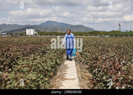 210302 -- SANYA, 2. März 2021 -- Zhao Guozhong spaziert durch Baumwollpflanzen auf dem Feld an der Nanfan-Brutstätte in Sanya, Südchinesische Provinz Hainan, 28. Februar 2021. Zhao Guozhong, der 43 Frühlingsfeste in Nanfan als Experte für Baumwollzucht verbracht hat, begann jeden Morgen seiner Tage in Sanya, indem er auf das Feld stürzte, um Baumwollpflanzen zu bestäuben und ihr Wachstum unter der sengenden Sonne zu beobachten. Um den Baumwollzuchtprozess zu beschleunigen, reist Zhao zwischen Hainan und der Provinz Hebei in Nordchina hin und her, wo er im Oktober Baumwollproben in Hebei und b erntet Stockfoto