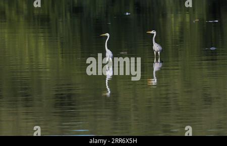 210303 -- LAS PINAS CITY, 3. März 2021 -- Zugvögel werden am 3. März 2021 entlang der flachen Küste der Manila Bay im Las Pinas-Paranaque Wetland Park in Las Pinas City auf den Philippinen gesehen. Der World Wildlife Day findet jedes Jahr am 3. März statt, um das Bewusstsein für die wilden Tiere und Pflanzen der Welt zu schärfen. PHILIPPINEN-LAS PINAS-ZUGVÖGEL ROUELLExUMALI PUBLICATIONxNOTxINxCHN Stockfoto