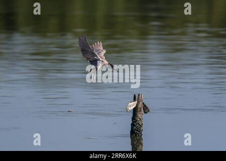 210303 -- LAS PINAS CITY, 3. März 2021 -- Ein schwarz gekrönter Nachtreiher landet am 3. März 2021 auf einem Bambuspfahl im Las Pinas-Paranaque Wetland Park in Las Pinas City auf den Philippinen. Der World Wildlife Day findet jedes Jahr am 3. März statt, um das Bewusstsein für die wilden Tiere und Pflanzen der Welt zu schärfen. PHILIPPINEN-LAS PINAS-ZUGVÖGEL ROUELLExUMALI PUBLICATIONxNOTxINxCHN Stockfoto