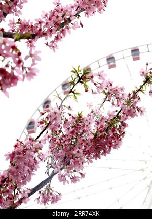 210312 -- SHANGHAI, 12. März 2021 -- Foto aufgenommen am 12. März 2021 zeigt Kirschblüten im Gucun Park in Shanghai, Ostchina. Das Shanghai Cherry Blossom Festival 2021 begann hier am Freitag. Mehr als 14.000 Kirschbäume von 110 Sorten blühen. CHINA-SHANGHAI-CHERRY BLOSSOM FESTIVAL CN CHENXFEI PUBLICATIONXNOTXINXCHN Stockfoto