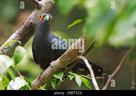 210312 -- SINGAPUR, 12. März 2021 -- Ein Kastanienbauchmalkoha wird am 12. März 2021 im Wald im Zentrum Singapurs gesehen. Die Kastanienbauchmalkoha ist ein ungewöhnlicher Bewohner Singapurs und in der Roten Liste der Internationalen Union zur Erhaltung der Natur als Near Drohed NT aufgeführt. Foto von /Xinhua SINGAPORE-KASTANIENBAUCHMALKOHA ThenxChihxWey PUBLICATIONxNOTxINxCHN Stockfoto