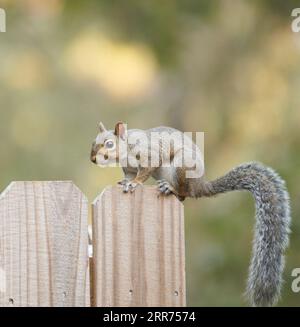 Graues Ost-Texas-Eichhörnchen, das an einem heißen Sommertag auf einem Holzzaun steht Stockfoto