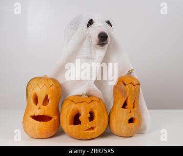 Jack Russell Terrier Hund in einem Geisterkostüm und drei Jack-o-Laternen auf weißem Hintergrund. Stockfoto