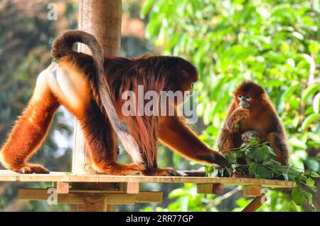 210317 -- GUANGZHOU, 17. März 2021 -- männlicher goldener Nippennasenaffe Ping Ping L, weiblicher goldener Nippennasenaffe Dian Dian Dian und ihr Baby Chun Wan werden im Chimelong Safari Park in Guangzhou, Provinz Guangdong, am 17. März 2021 gesehen. Ein einmonatiges, goldenes Affen-Junges mit Nippennase, Chun Wan, traf im Chimelong Safari Park die Öffentlichkeit mit Mutter und Vater. CHINA-GUANGZHOU-GOLDEN MONKEY-CUB CN LIUXDAWEI PUBLICATIONXNOTXINXCHN Stockfoto