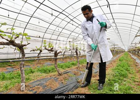 210318 -- XI AN, 18. März 2021 -- Abdul Ghaffar Shar sammelt Bodenproben auf einer Kirschplantage der landwirtschaftlichen Hightech-Industriedemonstrationszone Yangling in der nordwestchinesischen Provinz Shaanxi, 17. März 2021. Abdul Ghaffar Shar, 30, ist ein pakistanischer Doktorand an der Nordwest-Land- und Forstuniversität NWAFU in China. Shar betreibt Pflanzenernährungsforschung für seinen Doktortitel. Nach seinem Bachelor-Abschluss in Landwirtschaft an der Sindh Agriculture University in Pakistan im Jahr 2014 entschied sich Shar, sein Studium in der chinesischen NWAFU fortzusetzen. Shar hat Mandarin gelernt Stockfoto