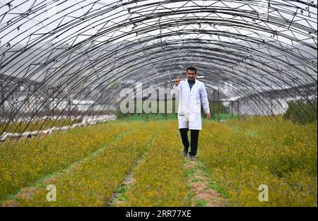 210318 -- XI AN, 18. März 2021 -- Abdul Ghaffar Shar Walks in the Fields in Yangling Agricultural High-Tech Industrial Demonstrationszone in der nordwestchinesischen Provinz Shaanxi, 17. März 2021. Abdul Ghaffar Shar, 30, ist ein pakistanischer Doktorand an der Nordwest-Land- und Forstuniversität NWAFU in China. Shar betreibt Pflanzenernährungsforschung für seinen Doktortitel. Nach seinem Bachelor-Abschluss in Landwirtschaft an der Sindh Agriculture University in Pakistan im Jahr 2014 entschied sich Shar, sein Studium in der chinesischen NWAFU fortzusetzen. Shar hat gelernt, Mandarin zu sprechen und Essstäbchen zu verwenden. Er auch Stockfoto