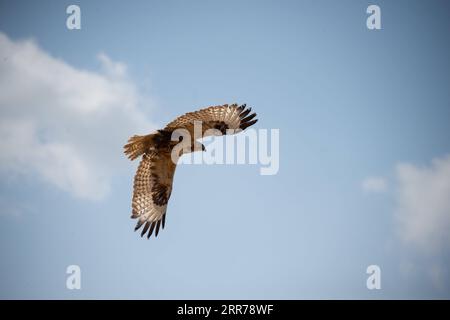 210320 -- PEKING, 20. März 2021 -- Ein Buteo fliegt, nachdem er in Peking, der Hauptstadt Chinas, am 20. März 2021 freigelassen wurde. Zwei Buteos wurden in der Nähe des Yeya Lake Wetland Park im Pekinger Bezirk Yanqing nach dreimonatiger Erholung im ifaw Beijing Raptor Rescue Center freigelassen. Von 2001 bis Ende 2020 wurden insgesamt 5.386 Raptoren vom Rettungszentrum gerettet, mehr als die Hälfte davon wurde in die Wildnis entlassen. CHINA-BEIJING-BUTEOS-RELEASE CN ChenxZhonghao PUBLICATIONxNOTxINxCHN Stockfoto